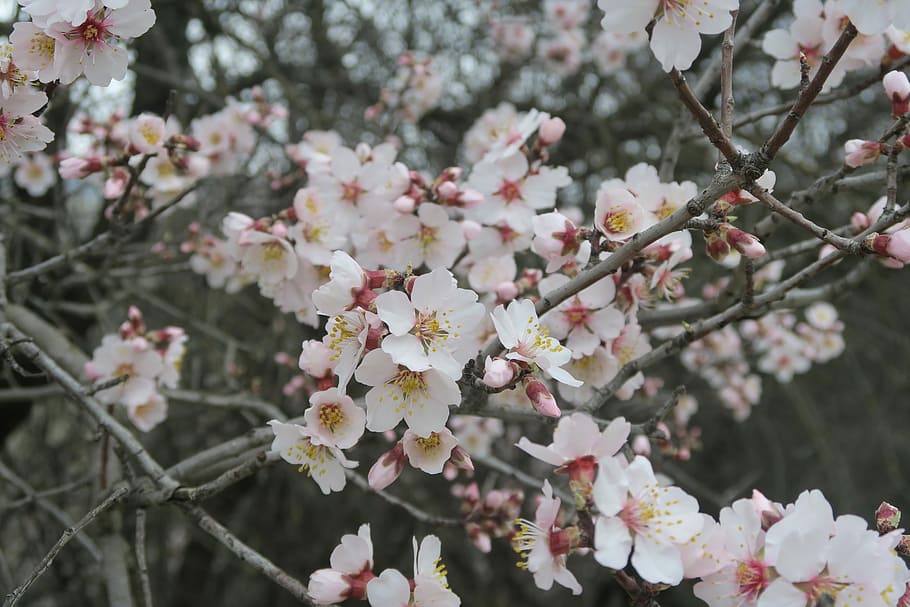mandel, forår, blomst, træ, blomstrende plante, plante, friskhed, skrøbelighed, vækst, skønhed i naturen, sårbarhed, blomstre, afdeling, natur, kirsebær blomst, kronblad, dag, fokus på forgrunden, ingen mennesker, Kirsebærtræ, lyserød farve, udendørs, blomsterhoved, pollen, 5K
