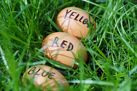 påske, egg, påskeegg, påske, egg, vits, fargeegg, østlig tid, vår, i gresset, piske, tradisjonen av, morsom, ferie, gress, tekst, merkelapp, kommunikasjon, grønn farge, ingen folk, anlegg, selektiv fokusering, vestlig skript, felt, natur, nærbilde, land, mat og Drikke, mat, feiring, vekst, stilleben, 5K, CC0, offentlig domene, opphavsrett gratis