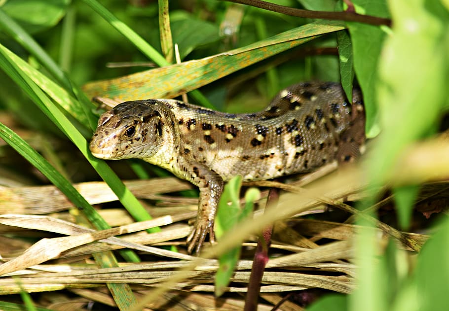 llangardaix, gad, herba, pell, el llangardaix, gossera, naturalesa, jardí, fauna, estiu, macro, rèptil, animal, vida salvatge, amfibi, primer pla, animals a la natura, rèptils, organisme viu, animals i mascotes, un animal, fauna animal, temes d'animals, vertebrats, planta, cap gent, dia, part de la planta, color verd, full, enfocament selectiu, part del cos dels animals, a l'aire lliure, escala d’animals, verinós, fulla d'herba, 5K