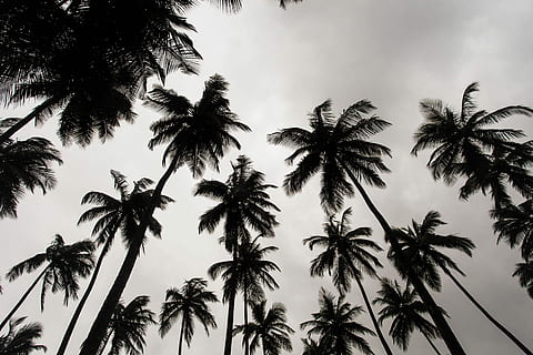 nízký, úhel fotografie, kokosové palmy, během dne, červ, oko, vie, šedá, nebe, strom, dlaň, palma, mrak, Příroda, liberium, Afrika, Černý a bílý, pro ostatní, palmera, tropické klima, nízký úhel pohledu, rostlina, krása v přírodě, růst, silueta, nikdo, klid, scenics - příroda, kokosová palma, vysoká - vysoká, tropický strom, mrak - nebe, venku, klidné scény, kufr, palmový list, 4K, CC0, veřejná doména, bez autorských práv