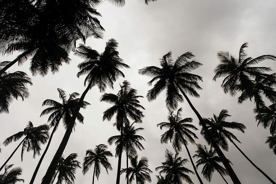 lav, vinkel billede, kokos træer, dagtimerne, orm, øje, vie, grå, himmel, træ, håndflade, Palme træ, Sky, natur, liberium, Afrika, sort og hvid, Forrest, Palmera, tropisk klima, lav vinkel visning, plante, skønhed i naturen, vækst, silhuet, ingen mennesker, ro, scenics - natur, kokos palme, høj - høj, tropisk træ, sky - himmel, udendørs, rolig scene, bagagerum, palmblad, 4K