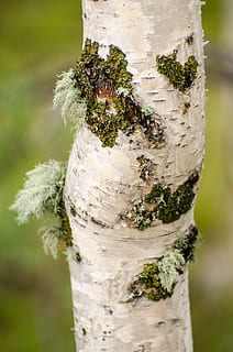 tronco d'albero, muschio, alberi, abbaiare, bianca, Marrone, tronco, foresta, verde, natura, legna, pianta, vecchio, naturale, vegetazione, flora, all'aperto, fogliame, ramo, bosco, legname, alberi forestali, avvicinamento, nessuno, concentrarsi sulle conoscenze acquisite, girato in studio, albero, giorno, crescita, legno - materiale, bellezza nella natura, corteccia vegetale, messa a fuoco selettiva, freschezza, Colore bianco, colore verde, 4K, CC0, dominio pubblico, privo di copyright