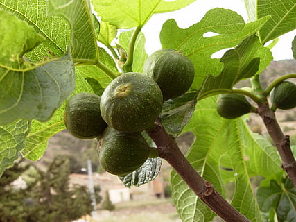 Feigen, Baum, Feigenbäume, Feigenbaum, Natur, Ast, Grün, Obst, Blätter, Laub, Lebensmittel, Essen und Trinken, Blatt, gesundes Essen, Pflanzenteil, Wachstum, Pflanze, grüne Farbe, Frische, keine Leute, Nahansicht, Fokus auf den Vordergrund, Tag, draußen, Landwirtschaft, Wohlbefinden, reif, unreif, 2K, CC0, gemeinfrei, lizenzfrei
