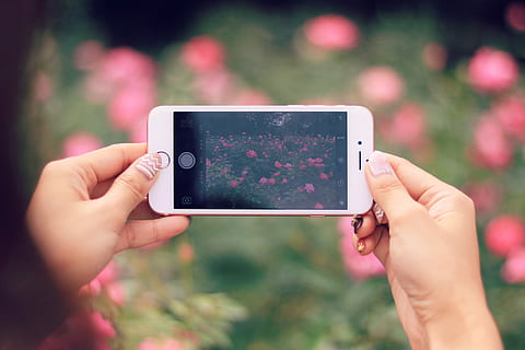 személy, bevétel, fénykép, rózsaszín, virágok, használva, rózsa, arany iphone 6, 6s, rózsa arany, iphone 6s, emberi kéz, holding, mobiltelefon, szabadban, nők, okos telefon, technológia, természet, telefon, emberek, nőstények, vezeték nélküli technológia, megható, közelkép, érintőkijelző, egy ember, kaukázusi népesség, nyári, fényképezés, hordozható információs eszköz, közlés, emberi testrész, kéz, fotózás témák, telefon használatával, kapcsolat, képernyő, igazi emberek, összpontosít az előtérre, ujj, 1080P, CC0, közkincs, jogdíjmentes