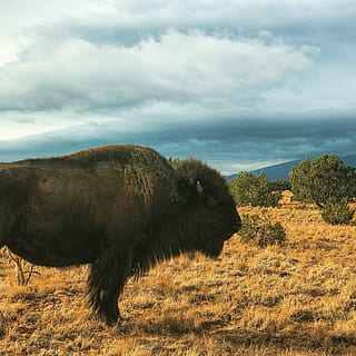sort, bison, Brun, Mark, dagtimerne, dyreliv fotografering, bøffel, Sky, dyr, dyre temaer, pattedyr, dyreliv, dyr i naturen, et dyr, sky - himmel, himmel, ingen mennesker, natur, plante, dag, amerikansk bison, græs, hvirveldyr, landskab, jord, miljø, ikke-urbane scene, udendørs, 2K, CC0, offentligt domæne, royaltyfrie
