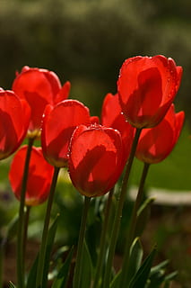 tulipes, primavera, flor, vermell, flors, flor de primavera, macro, camp de tulipa, estiu, planta, floració primerenca, colorit, tancar, primerenc, flors tallades, llum de fons, llum transmesa, gota de rosada, jardí, naturalesa, rosella, herba, primer pla, a l'aire lliure, cap gent, creixement, planta amb flors, frescor, vulnerabilitat, fragilitat, bellesa a la natura, pètal, camp, inflorescència, cap de flor, terra, centrar-se en primer pla, dia, tulipa, 1080P, CC0, domini públic, lliure de regalies