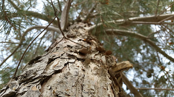 copac, braţ, temă, plantă, vedere unghiulară joasă, trunchi de copac, trompă, natură, texturată, să se concentreze asupra primelor elemente, zi, ramură, nici o persoana, a închide, pădure, creştere, plante scoarță, selectiv, lemn - material, în aer liber, model, liniște, latra, conifer, imediat mai jos, 5K, CC0, domeniu public, fără drepturi de autor