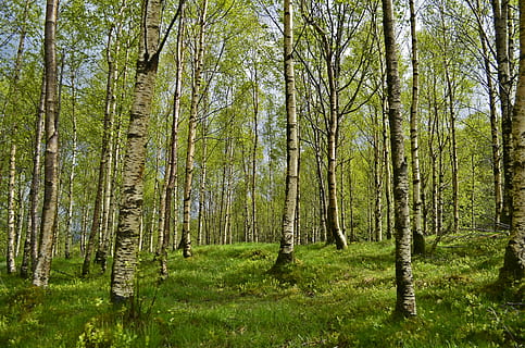 grøn, træer, dagtimerne, birk, birkeskov, Skov, forår, allergi, allergi-, allergi udløser, høfeber, pollen, log, stamme, sommer, eng, natur, hvile, lempelse, frisk, frisch, vandring, vandretur, rejse, norge, ødemark, gå, skovbrug, flåter, træ, grøn farve, udendørs, ingen mennesker, dag, fyrretræ, scenics, plante, jord, ro, vækst, skønhed i naturen, træstamme, bagagerum, rolig scene, græs, scenics - natur, ikke-urbane scene, miljø, bambus - plante, 1080P, CC0, offentligt domæne, royaltyfrie