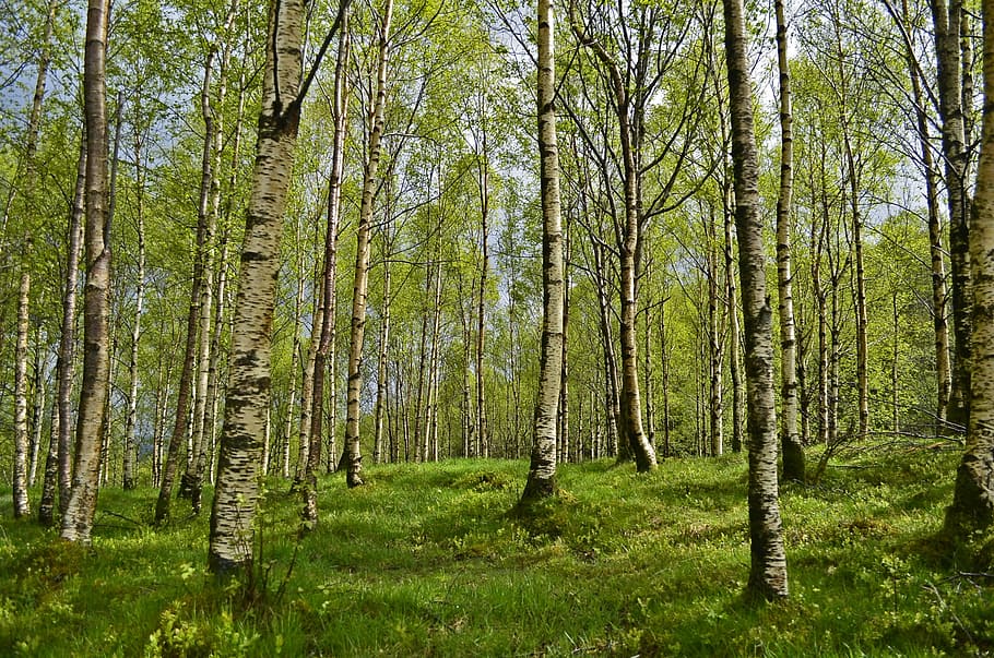 verd, arbres, durant el dia, bedoll, bosc de bedolls, bosc, primavera, al·lèrgia, al·lèrgia-, al·lèrgics, febre del fenc, pol·len, registre, tribu, estiu, prat, naturalesa, descans, relaxació, fresc, frisch, senderisme, caminada, viatjar, noruega, desert, caminar, silvicultura, paparres, arbre, color verd, a l'aire lliure, cap gent, dia, pi, escenics, planta, terra, tranquil·litat, creixement, bellesa a la natura, tronc de l'arbre, tronc, escena tranquil·la, herba, escenics - natura, escena no urbana, medi ambient, bambú - planta, 1080P