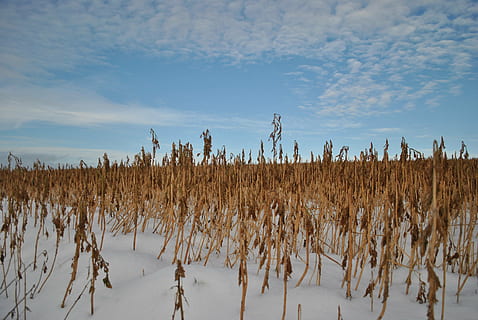kornmark, vinter, Mark, sne, landskab, himmel, ro, jord, plante, skønhed i naturen, landbrug, rolig scene, vækst, miljø, natur, sky - himmel, dag, scenics - natur, ingen mennesker, kold temperatur, landlige scene, udendørs, 4K, CC0, offentligt domæne, royaltyfrie
