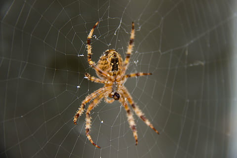 Spinne, Netzwerk, Netz, Natur, Tier, Leben, Spinnennest, Garten, Insekt, Spinnennetz, Tierthemen, Spinnentier, Zerbrechlichkeit, wirbellos, Gliederfüßer, Tiere in freier Wildbahn, Nahansicht, Tierwelt, ein Tier, Fokus auf den Vordergrund, Verletzlichkeit, keine Leute, Überleben, Tag, draußen, Tierbein, Komplexität, 5K, CC0, gemeinfrei, lizenzfrei