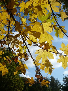 maple, arbre, fulles, tardor, naturalesa, cel, paisatges, núvols, planta, part de la planta, full, groc, creixement, branca, canvi, bellesa a la natura, vista d’angle baix, dia, cap gent, primer pla, vulnerabilitat, fulla d'auró, fragilitat, a l'aire lliure, condició natural, 2K, CC0, domini públic, lliure de regalies