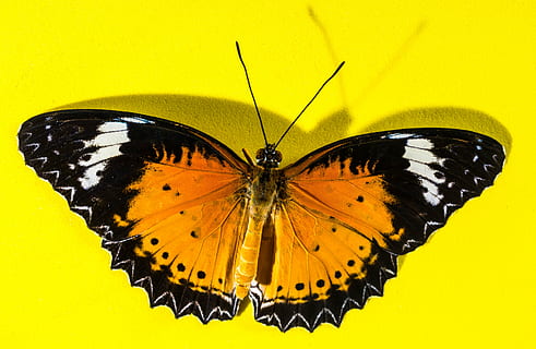 Marrone, bianca, nero, ammiraglio, avvicinamento, fotografia, farfalla, insetto, farfalla - insetto, natura, animale, giallo, ala animale, multicolore, macro, invertebrato, temi animali, un animale, fauna selvatica, animali allo stato selvatico, bellezza nella natura, antenna animale, nessuno, parte del corpo animale, segni di animali, modello naturale, fiore, impollinazione, 4K, CC0, dominio pubblico, privo di copyright