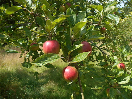 Apfelbaum, Baum, Obstgarten, Äpfel, Garten, Lebensmittel, Sommer-, gesund, Ernte, Obst, Gartenarbeit, Apfelplantage, Natur, Grün, rot, Herbst, reif, Ast, Blatt, fallen, Jahreszeit, gesundes Essen, Essen und Trinken, Pflanze, Wachstum, Pflanzenteil, Frische, Wohlbefinden, grüne Farbe, keine Leute, Apfel - Frucht, Tag, Obstbaum, Sonnenlicht, draußen, 5K, CC0, gemeinfrei, lizenzfrei