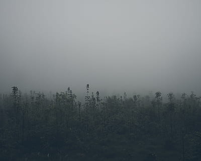 fotografia di paesaggio, verde, alberi di foglie, nuvoloso, cielo, alberi, coperto, nebbia, foglia verde, campo vegetale, nebbioso, stagione, foresta, albero, natura, paesaggio, inverno, all'aperto, Paesaggi, bosco, mattina, la tranquillità, pianta, bellezza nella natura, scena tranquilla, terra, scenics - natura, ambiente, nessuno, crescita, scena non urbana, giorno, bosco di pini, 2K, CC0, dominio pubblico, privo di copyright
