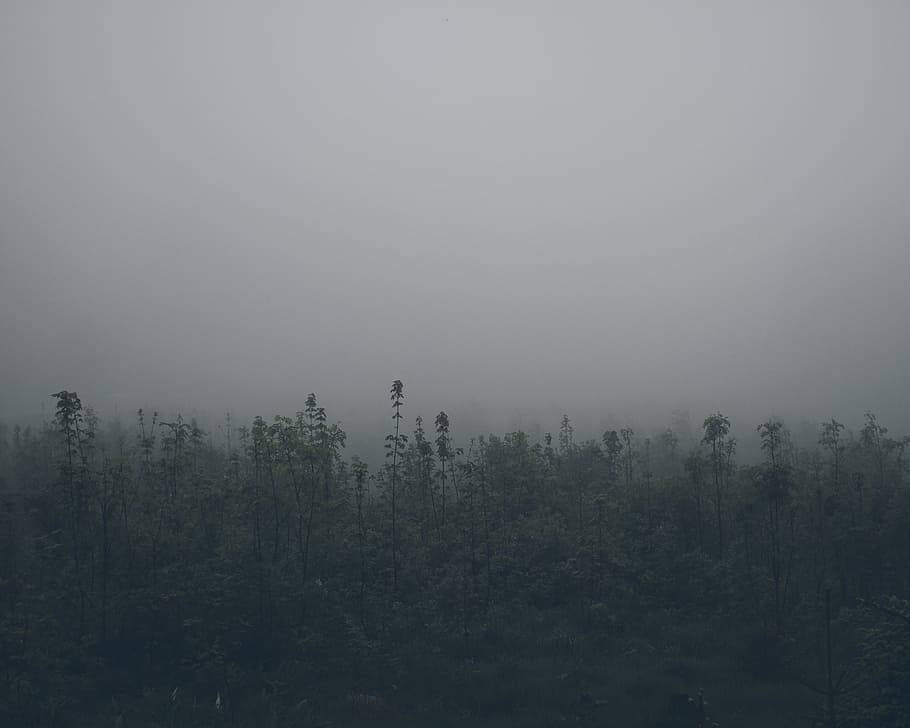 fotografia di paesaggio, verde, alberi di foglie, nuvoloso, cielo, alberi, coperto, nebbia, foglia verde, campo vegetale, nebbioso, stagione, foresta, albero, natura, paesaggio, inverno, all'aperto, Paesaggi, bosco, mattina, la tranquillità, pianta, bellezza nella natura, scena tranquilla, terra, scenics - natura, ambiente, nessuno, crescita, scena non urbana, giorno, bosco di pini, 2K