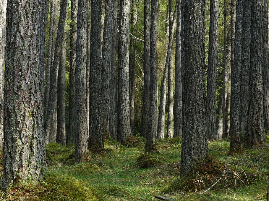 verd, arbre de registre, durant el dia, bosc de làrix, bosc, làrix, troncs d’arbres, soques, bosc de conte de fades, larix, família de pins, Occidental, arbre, tronc, tronc de l'arbre, planta, terra, tranquil·litat, creixement, bellesa a la natura, escena tranquil·la, naturalesa, cap gent, dia, herba, paisatge, escena no urbana, escenics - natura, color verd, a l'aire lliure, arbre de coníferes, bosc de pi, 4K