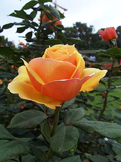 enkelt, fersken, Rose, plante, blomstrende plante, blomst, kronblad, skønhed i naturen, sårbarhed, skrøbelighed, blomsterhoved, blomsterstand, friskhed, vækst, tæt på, plante del, natur, orange farve, blad, fokus på forgrunden, rosenblomst, ingen mennesker, udendørs, orange, 1080P, CC0, offentligt domæne, royaltyfrie