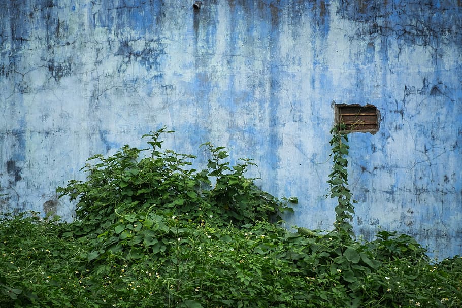 verd, fulles, plantes, blanc, blau, concret, paret, casa, vinyes, vinya, edifici, arbust, fullatge, full, vell, resistent, rústic, planta, color verd, cap gent, creixement, dia, material de fusta, estructura construïda, arquitectura, funció de construcció de parets, exterior de l'edifici, a l'aire lliure, naturalesa, porta, part de la planta, entrada, 4K