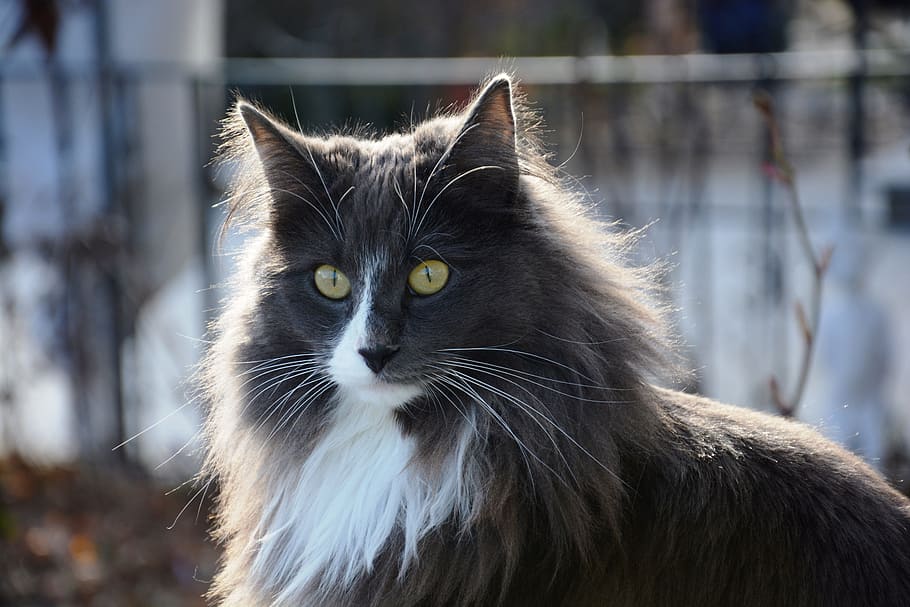 dyreliv fotografering, langhårede, sort, kat, kat ansigt, grå, dyre temaer, dyr, et dyr, pattedyr, indenlandske, kæledyr, husdyr, indenlandske kat, feline, fokus på forgrunden, hvirveldyr, tæt på, dyrehår, portræt, leder, hår, kigger væk, dag, bakkenbart, gule øjne, dyr hoved, dyr øje, frisure, 5K