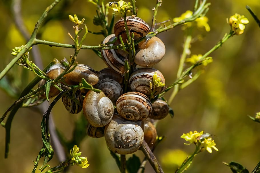 natur, flora, blad, snegle, koloni, dyreliv, tæt på, plante, mad, fokus på forgrunden, hvirvelløse, dyre temaer, ingen mennesker, mad og drikke, dyr, vækst, skønhed i naturen, frugt, dag, dyr i naturen, mollusk, sund kost, friskhed, havsnegle, udendørs, moden, naturlig tilstand, 5K