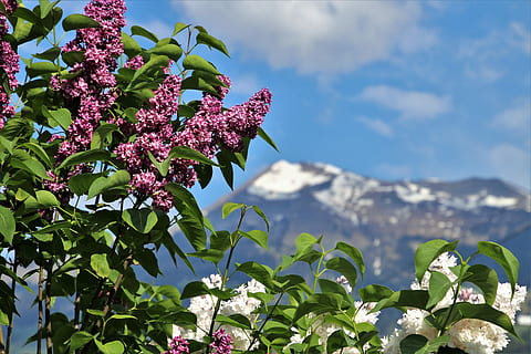 blanc, rosa, plantes amb flors, vista superior, sense, violeta, tapes, naturalesa, tranquil·litat, el sol, humor, cel blau, sortida del sol, vista, alba, núvols, poble, Pel matí, paisatge, arbust, la perspectiva de, natural, els Alps, flor, planta amb flors, planta, bellesa a la natura, creixement, frescor, part de la planta, full, vulnerabilitat, fragilitat, muntanya, cel, dia, cap gent, primer pla, núvol - cel, centrar-se en primer pla, color rosa, vista d’angle baix, primavera, a l'aire lliure, cap de flor, lila, porpra, 5K, CC0, domini públic, lliure de regalies
