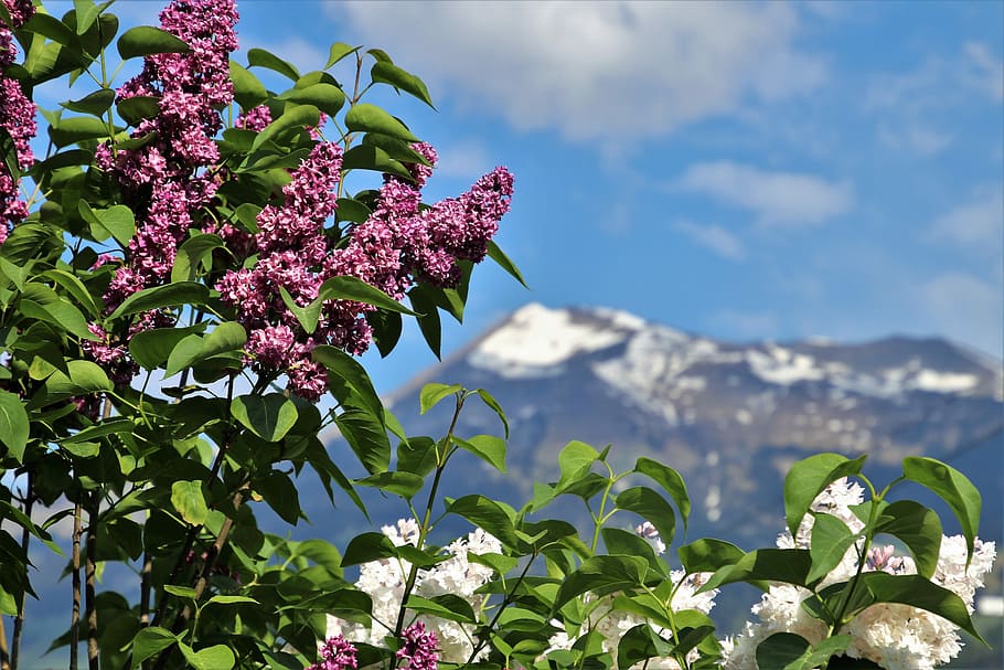 blanc, rosa, plantes amb flors, vista superior, sense, violeta, tapes, naturalesa, tranquil·litat, el sol, humor, cel blau, sortida del sol, vista, alba, núvols, poble, Pel matí, paisatge, arbust, la perspectiva de, natural, els Alps, flor, planta amb flors, planta, bellesa a la natura, creixement, frescor, part de la planta, full, vulnerabilitat, fragilitat, muntanya, cel, dia, cap gent, primer pla, núvol - cel, centrar-se en primer pla, color rosa, vista d’angle baix, primavera, a l'aire lliure, cap de flor, lila, porpra, 5K