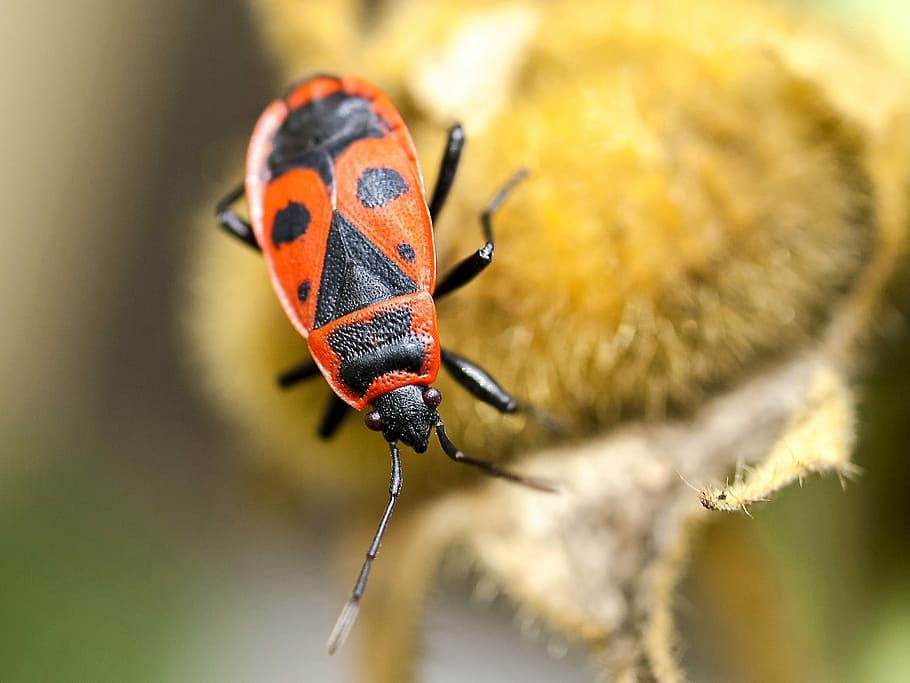 foc, error, insecte, naturalesa, animal, error de foc, un animal, temes d'animals, fauna animal, animals a la natura, invertebrat, primer pla, centrar-se en primer pla, dia, cap gent, escarabat, color taronja, enfocament selectiu, part del cos dels animals, a l'aire lliure, bellesa a la natura, marques d’animals, multicolor, 4K