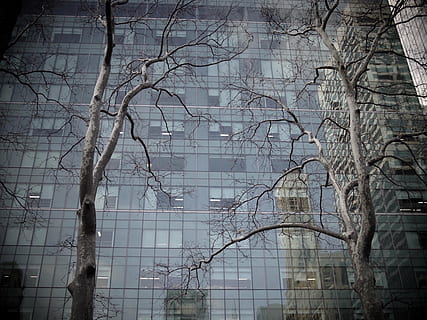 Baum, Gebäude, Wolkenkratzer, Reflexion, Stadtwald, städtisch, Stadt, Kontrast, Ast, kahler Baum, Pflanze, keine Leute, Flachwinkelansicht, Tag, Natur, gebaute Struktur, Gebäudehülle, Baumstamm, Kofferraum, draußen, die Architektur, Wachstum, Bürogebäude außen, Schönheit in der Natur, Himmel, 4K, CC0, gemeinfrei, lizenzfrei