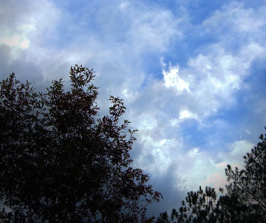 Paradiso, orizzonte, nuvole, nuvoloso, fluttuanti, nebulosa, cielo, albero, nuvola - cielo, pianta, Inquadratura dal basso, bellezza nella natura, natura, la tranquillità, nessuno, crescita, silhouette, scenics - natura, giorno, all'aperto, scena tranquilla, luce del sole, raggio di sole, cima dell'albero, scena non urbana, baldacchino di albero, bagliore solare, 2K