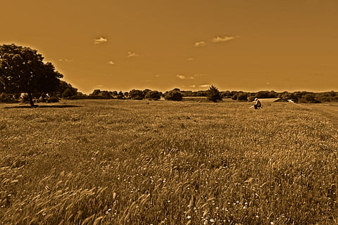 Campos, trigo, soledad, terra, céu, panorama, meio Ambiente, campo, plantar, tranquilidade, cena tranquila, scenics - natureza, beleza na natureza, agricultura, árvore, natureza, cena rural, por do sol, crescimento, cor laranja, Fazenda, grama, feno, ao ar livre, ninguém, 4K, CC0, domínio público, royalty free