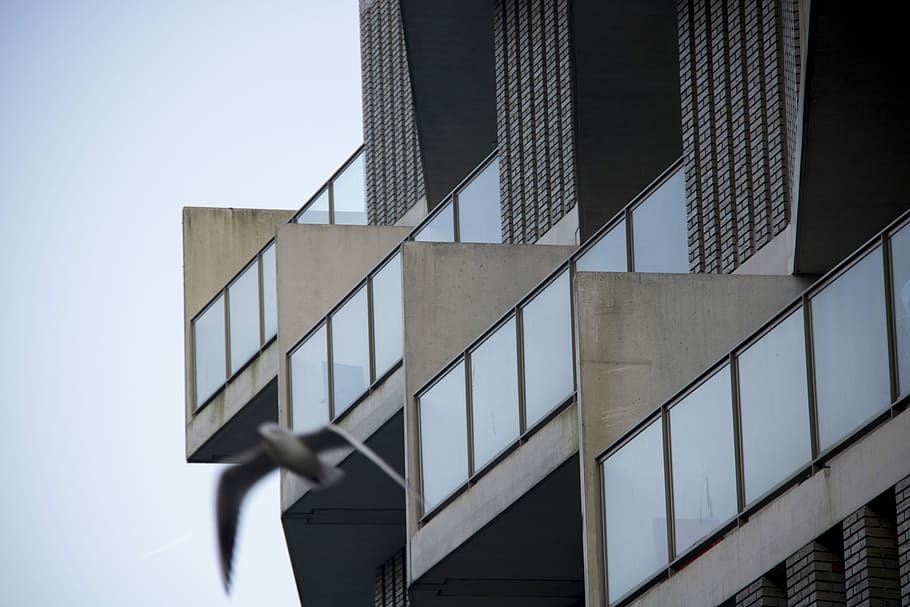 gris, edificio, tiempo de día, macrofotografia de edificio, arquitectura, resumen, pájaro, gaviota, estructura construida, exterior del edificio, cielo, nadie, edificio de oficinas exterior, moderno, vista de ángulo bajo, ciudad, día, material de vidrio, naturaleza, oficina, al aire libre, cielo limpio, modelo, reflexión, metal, altura maxima, rascacielos, directamente debajo, 5K