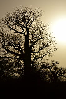 træ, silhuet, grene, bar, plante, himmel, bare træ, afdeling, ro, skønhed i naturen, scenics - natur, ingen mennesker, natur, solnedgang, bagagerum, træstamme, udendørs, rolig scene, lav vinkel visning, ikke-urbane scene, dag, miljø, isolerede, 4K, CC0, offentligt domæne, royaltyfrie