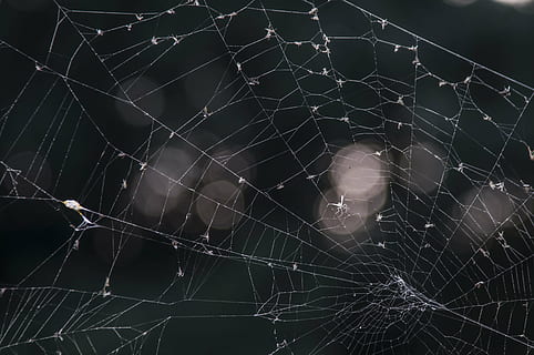 web, august, spin-, natur, insekt, edderkoppespind, ødelæggelse, forbrydelse, indbrudstyveri, lov, baggrunde, voksen, kun en mand, en person, udendørs, skrøbelighed, sårbarhed, tæt på, fokus på forgrunden, ingen mennesker, kompleksitet, naturligt mønster, skønhed i naturen, dyr, dyre temaer, edderkop, mønster, fanget, vand, dråbe, forviklinger, koncentriske, sort baggrund, 4K, CC0, offentligt domæne, royaltyfrie
