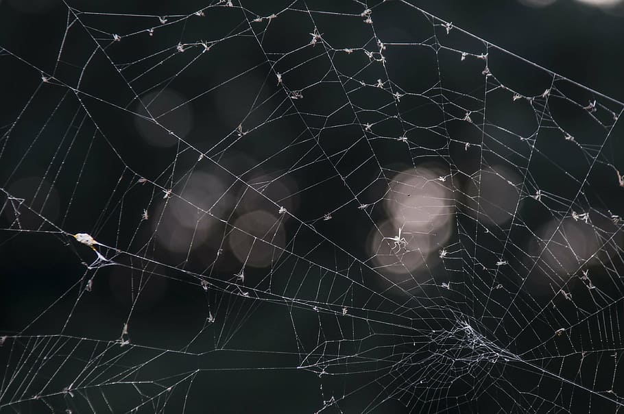 web, august, spin-, natur, insekt, edderkoppespind, ødelæggelse, forbrydelse, indbrudstyveri, lov, baggrunde, voksen, kun en mand, en person, udendørs, skrøbelighed, sårbarhed, tæt på, fokus på forgrunden, ingen mennesker, kompleksitet, naturligt mønster, skønhed i naturen, dyr, dyre temaer, edderkop, mønster, fanget, vand, dråbe, forviklinger, koncentriske, sort baggrund, 4K