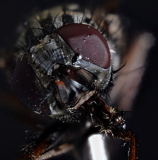 macrofotografia, nero, volare, mosca domestica, composto, macro, vicino, insetto, occhio di mosca, avvicinamento, foto di insetti, zanzara, occhi composti, balla, macro insetto, foto macro, peloso, insetto di volo, struttura, argento, temi animali, animale, un animale, fauna selvatica, invertebrato, animali allo stato selvatico, parte del corpo animale, occhio, ala animale, primo piano estremo, occhio animale, nessuno, natura, peli di animali, testa di animale, piccolo, 2K, CC0, dominio pubblico, privo di copyright