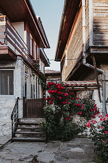 roses of bulgaria, Roses, Bulgaria, flowers, rose, flora, floral, architecture, house, window, building Exterior, old, flower, europe, street, town, outdoors, history, built Structure, no People, residential Building, facade, cultures, village, building, residential district, nature, plant, day, flowering plant, roof, staircase, railing, sky, low angle view, city, roof tile, window box, alley, 5K