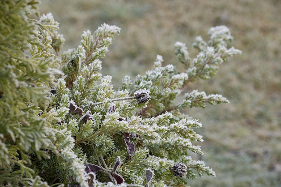 geada, zimbro, conífera, seco, flor, flor seca, plantar, jardim, congeladas, outono, plantio, inverno, natureza, focar em primeiro plano, dia, ninguém, cor verde, crescimento, árvore conífera, pinaceae, fechar-se, beleza na natureza, ao ar livre, Pinheiro, árvore, Comida, frescura, temperatura fria, parte da planta, erva, árvore de abeto, agulha - parte da planta, 5K