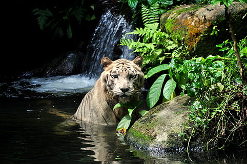 Tiger, Karosserie, Wasser, Weiß, wild, Raubtier, katzenartig, Zoo, stark, heftig, Schnurrhaare, Singapur, Tierwelt, Tier, Fleischfresser, Säugetier, undomestizierte Katze, Natur, groß, Löwe - Katze, Tiere in freier Wildbahn, große Katze, Achtung, Afrika, Tierthemen, ein Tier, Porträt, Wasserfall, Kamera betrachten, Wirbeltier, Pflanze, Tag, Bewegung, Wald, keine Leute, Baum, draußen, fließendes Wasser, Teich, weißer Tiger, 4K, CC0, gemeinfrei, lizenzfrei