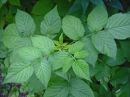 arbust, gerds, fulla de gerds, plantes, full, part de la planta, color verd, creixement, planta, marc complet, fons, naturalesa, bellesa a la natura, primer pla, menjar i beguda, cap gent, dia, frescor, herba, menjar, a l'aire lliure, vena de la fulla, botànica, vista d’angle alt, fulles, 2K, CC0, domini públic, lliure de regalies