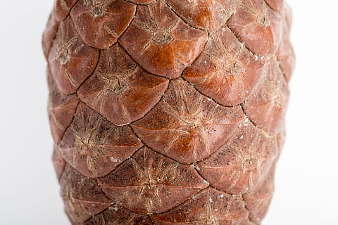 pinya de pi, macro, agulles, bosc, cons, rascado, primer pla, cap gent, rèptil, marró, naturalesa, tortuga, a l'interior, tir de l'estudi, primer pla extrem, sol objecte, animal, patró, fauna animal, temes d'animals, fons, un animal, arrugat, closca d’animals, 4K, CC0, domini públic, lliure de regalies