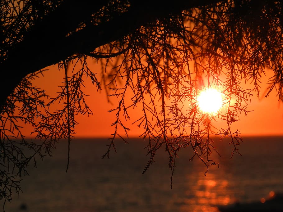 calma, corpo, acqua, d'oro, ora, mare, tramonto, sole, albero, sera, crepuscolo, tramonto della natura, oceano, sole steso, cielo, bellezza nella natura, la tranquillità, colore arancione, scena tranquilla, scenics - natura, riflessione, silhouette, idilliaco, natura, luce del sole, lago, nessuno, scena non urbana, pianta, all'aperto, cielo romantico, 2K