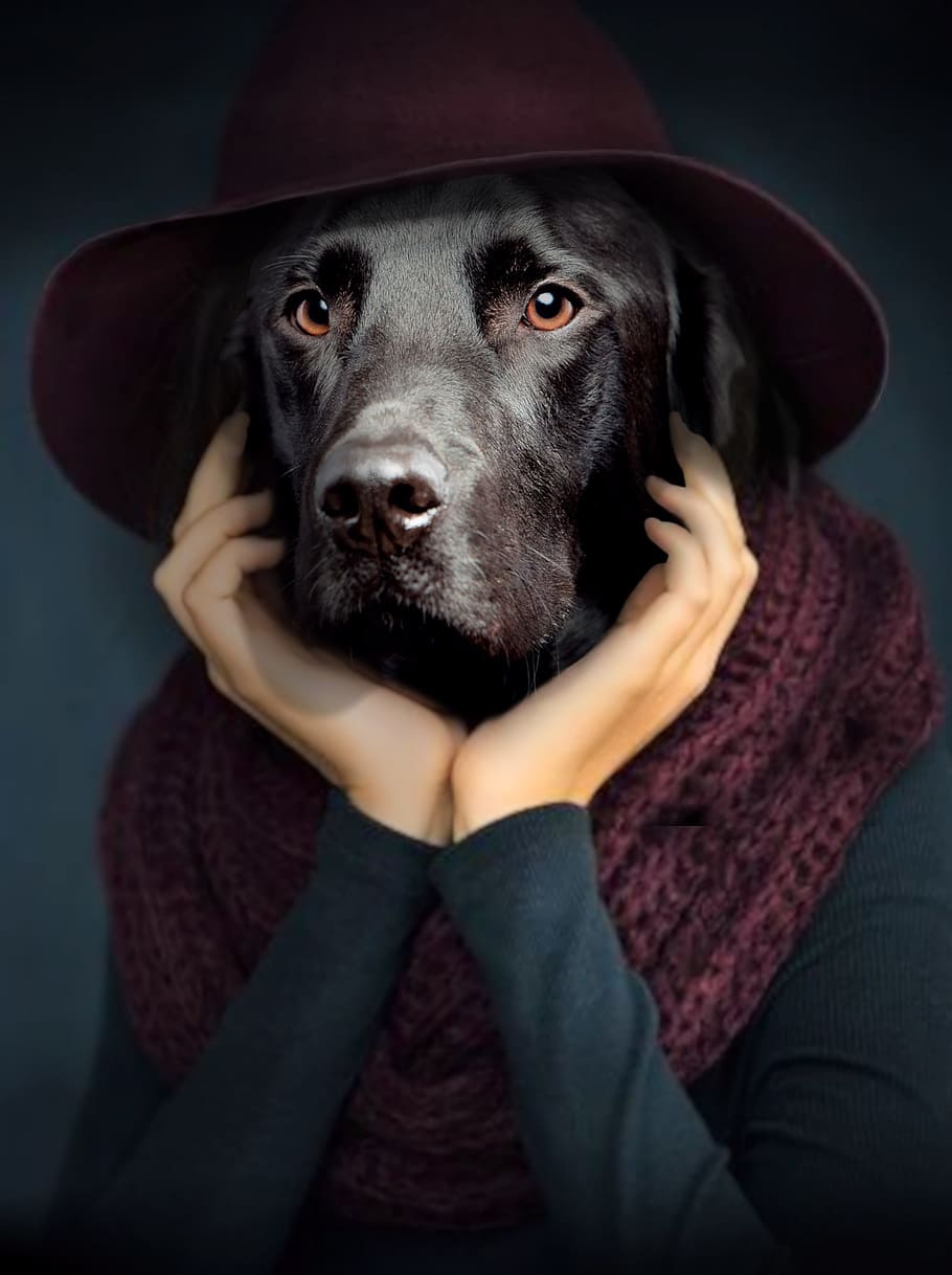 persona, negre, Labrador, retriever, cap, foto, manipulació, gos, retrat, pensador, un animal, mascotes, caní, animals domèstics, nacional, mamífer, barret, a l'interior, gent, mirant la càmera, roba, vista frontal, assegut, primer pla, vertebrats, fons negre, 2K