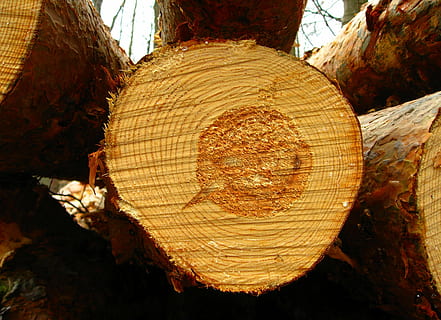 Holzscheibe, schließen, Foto, Baum, Log, Wald, Natur, Stamm, Holz, Jahresringe, Textur, Struktur, Korn, Holzstruktur, abgesägt, Holzmaserung, Makro, texturiert, keine Leute, Nahansicht, Baumstamm, drinnen, Tag, Baumring, Bauholz, Abholzung, Holz - Material, Holzindustrie, Kofferraum, Brennholz, Borke, Kraftstoff- und Stromerzeugung, Rau, draußen, 2K, CC0, gemeinfrei, lizenzfrei