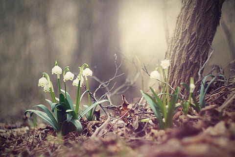 selective, focus photography, blooming, snowflake flower, selective focus, photography, snowflake, flower, spring snowflake, spring, forest, floodplain forest, nature, trees, light, sun, flowers, flowering, spring landscape, fallen leaves, leaves, plant, growth, outdoors, leaf, no people, land, beauty in nature, freshness, day, vulnerability, plant part, flowering plant, fragility, field, close-up, sunlight, snowdrop, surface level, 5K, CC0, public domain, royalty free