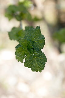 blader, gren, motor, vår, Solbær, vinblader, natur, anlegg, grønn, Lukk, blad, grønn farge, plante del, nærbilde, vekst, dag, fokusere på forgrunnen, skjønnhet i naturen, ingen folk, selektiv fokusering, utendørs, friskhet, urt, botanikk, bladvein, mat og Drikke, ro, sollys, 5K, CC0, offentlig domene, opphavsrett gratis