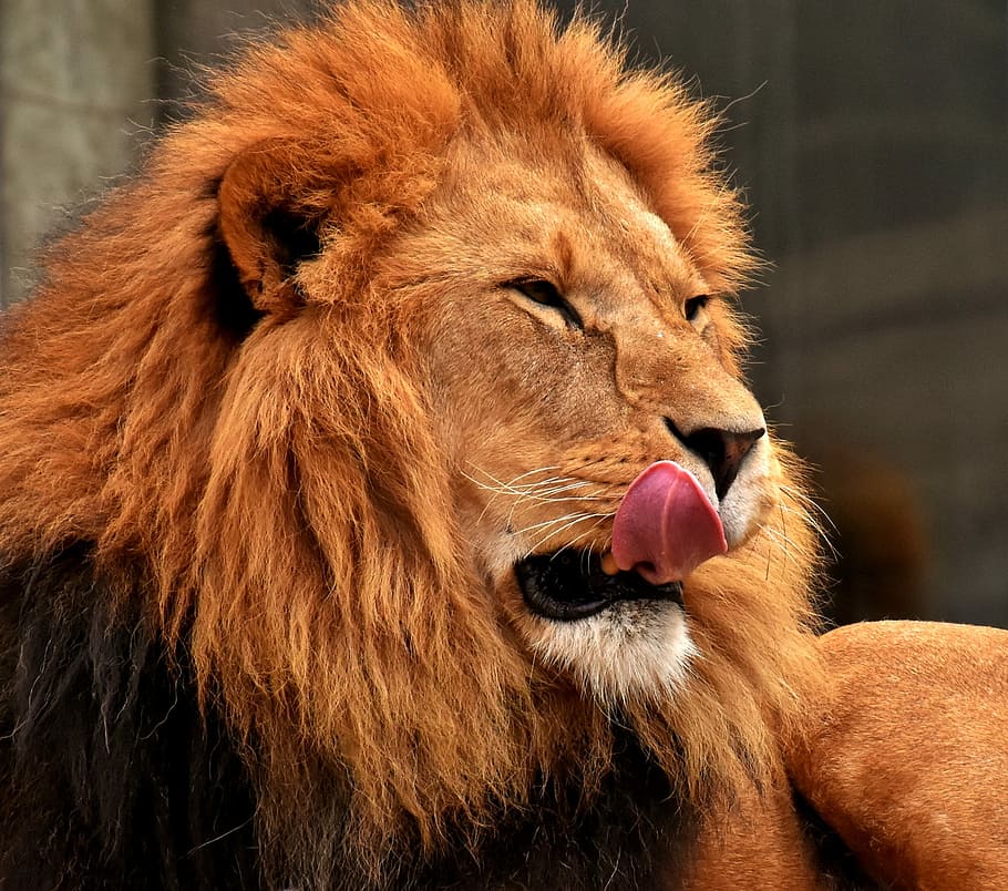 selektivní, zaměření fotografie, lev, dravec, nebezpečný, hříva, kočka, mužský, zoo, divoké zvíře, Afrika, zvíře, zvířat, savec, zvířata ve volné přírodě, jednoho zvířete, Kočkovitý, lev - kočičí, pusa, ústa otevřená, část těla zvířete, detail, obratlovců, zaměřit se na popředí, nikdo, zvířecí hlavy, výraz tváře, velká kočka, zvířecí jazyk, zvířecí ústa, zvířecí zuby, řvoucí, 1080P