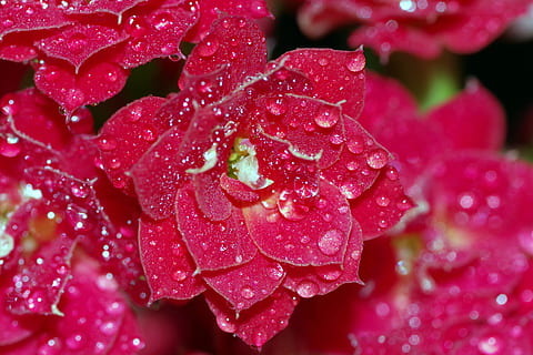 gotes, flor, gerds, Rosa, vermell, aigua, brilli, macro, primer pla, planta, verd, naturalesa, humit, pluja, tassa, els pètals, creixement, frescor, tirar, cap gent, bellesa a la natura, vulnerabilitat, fragilitat, planta amb flors, rosada, pètal, cap de flor, a l'aire lliure, gota de pluja, temporada de pluges, puresa, 4K, CC0, domini públic, lliure de regalies