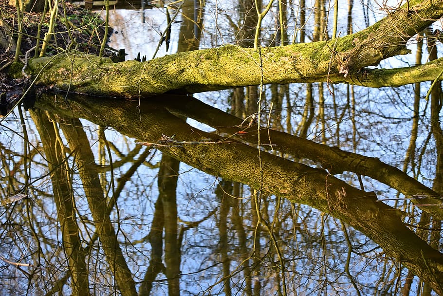 arbre, tronc, rierol, reflexions, a través de, bancs, arbre que creua el rierol, parc, temes d'animals, animal, animals a la natura, rèptil, fauna animal, branca, vertebrats, un animal, cap gent, planta, naturalesa, aigua, dia, tronc de l'arbre, reflexió, a l'aire lliure, llac, 5K