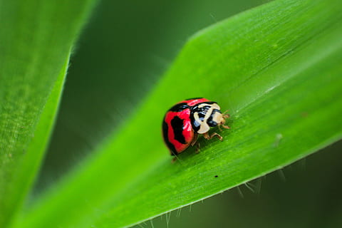 escarabat, error, insecte, a l'aire lliure, verd, full, naturalesa, borrós, fauna animal, invertebrat, temes d'animals, animal, part de la planta, animals a la natura, un animal, marieta, color verd, primer pla, planta, vermell, cap gent, petit, tacat, a la vora de, 5K, CC0, domini públic, lliure de regalies